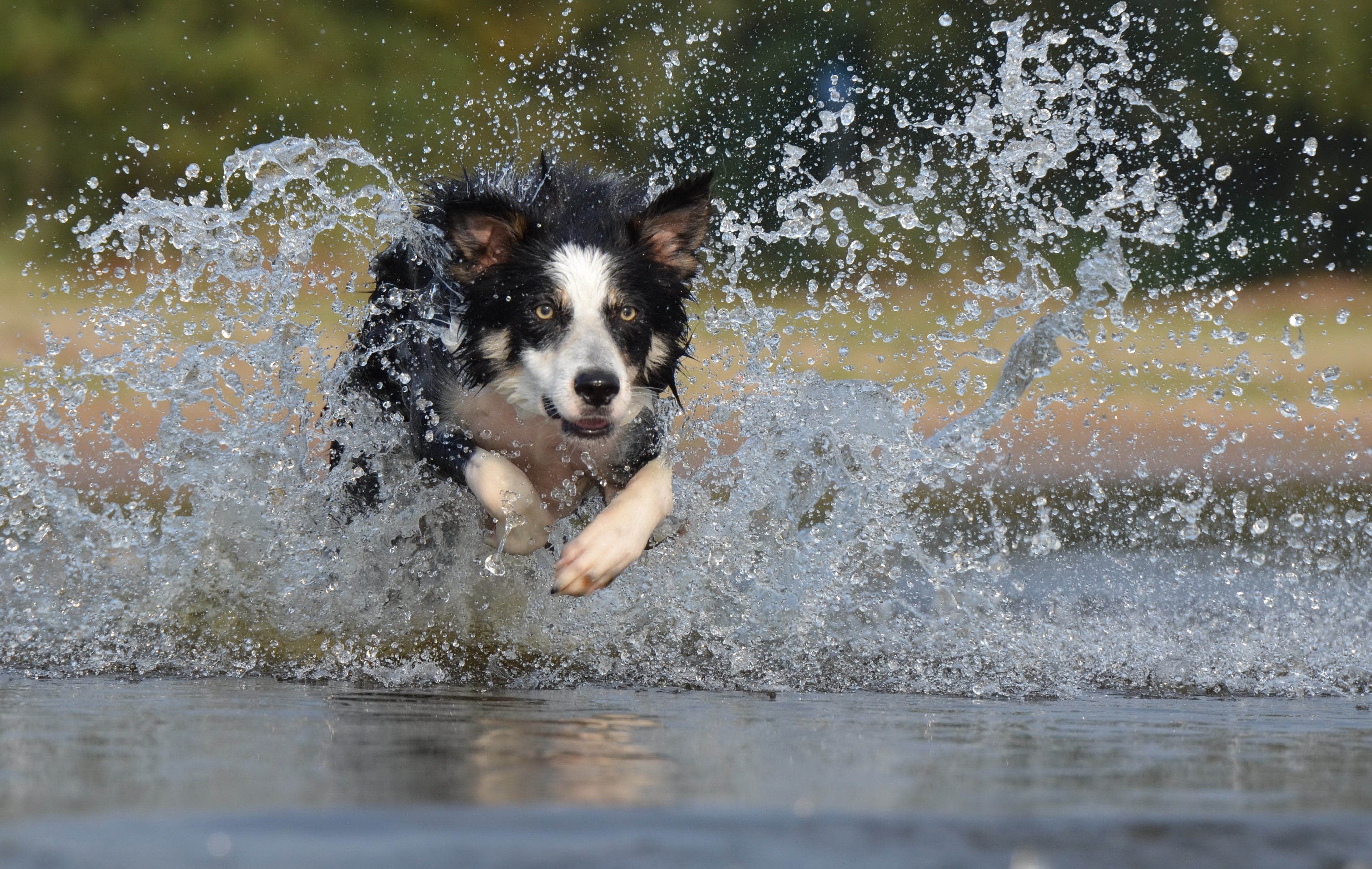 what vegetables can border collies eat