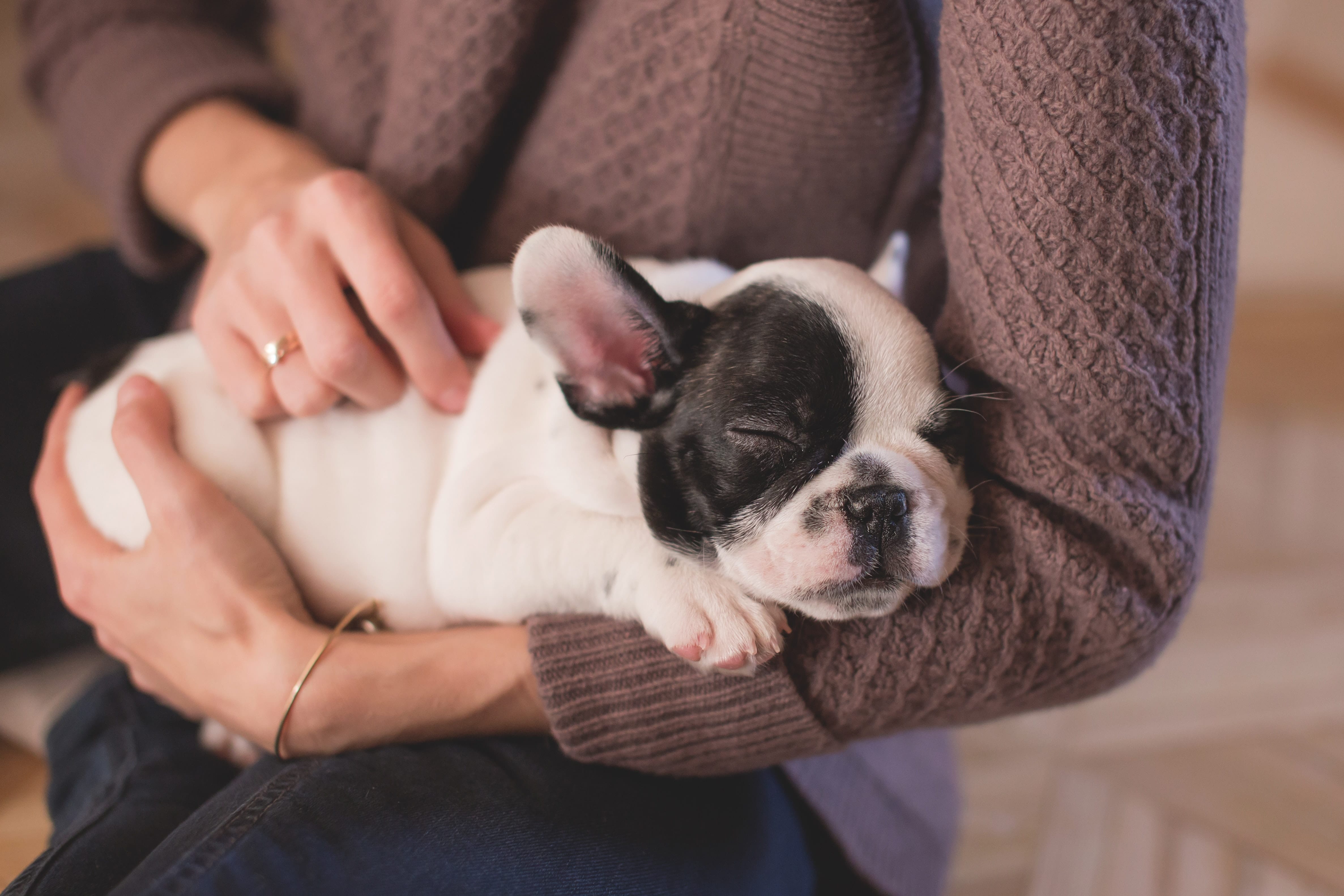 First time french bulldog clearance owner